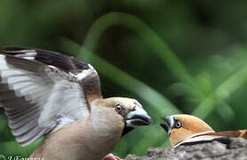 Hawfinch