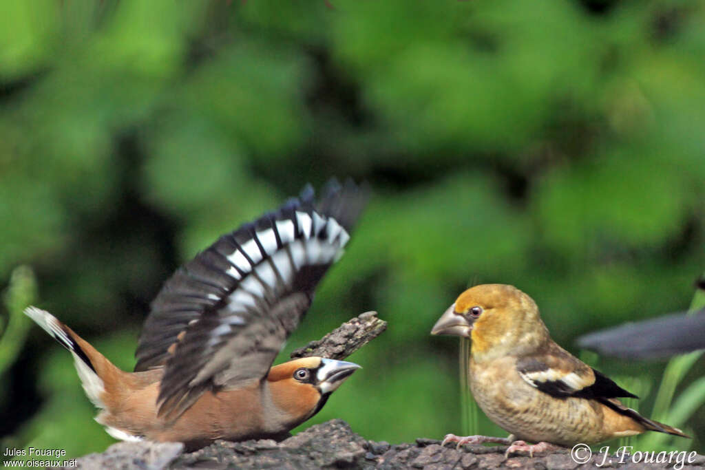 Hawfinch, Behaviour