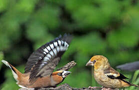 Hawfinch