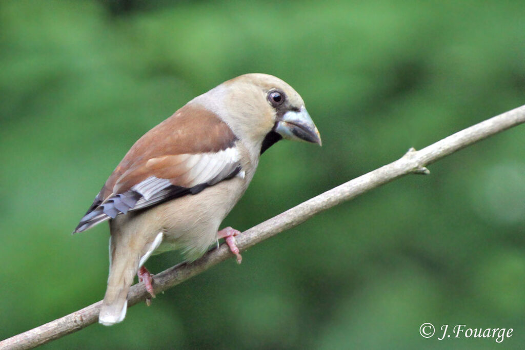 Hawfinch female adult, identification