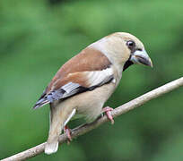 Hawfinch