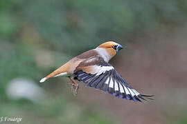 Hawfinch