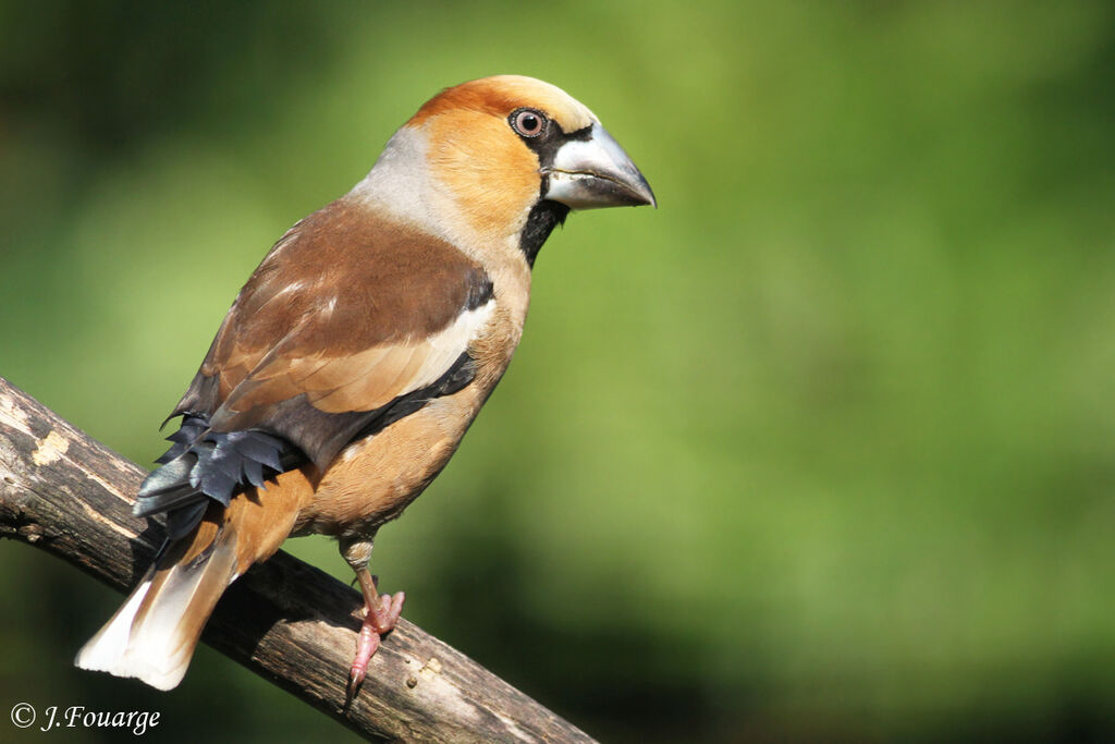 Grosbec casse-noyaux mâle adulte, identification