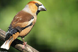 Hawfinch