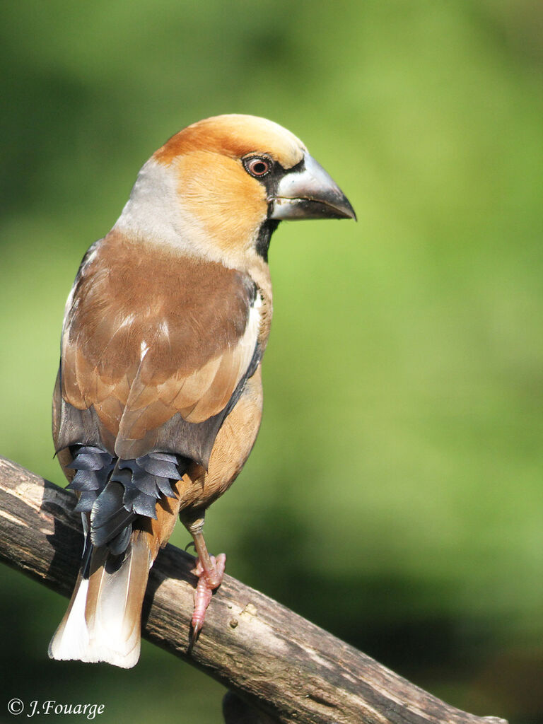 Hawfinch