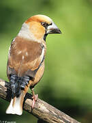 Hawfinch