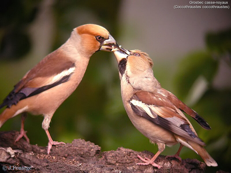 Hawfinch