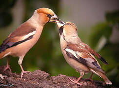 Hawfinch