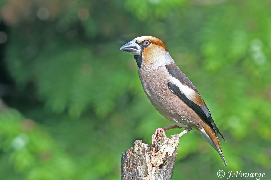 Hawfinch male adult, identification