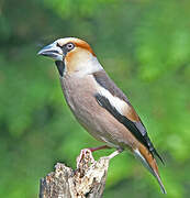 Hawfinch