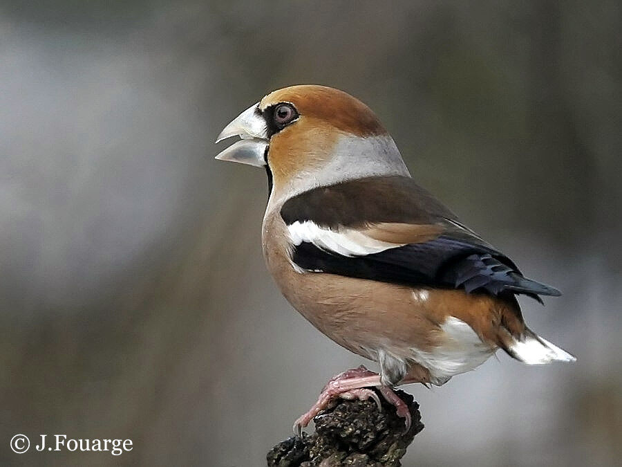 Hawfinch male