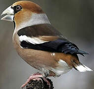 Hawfinch