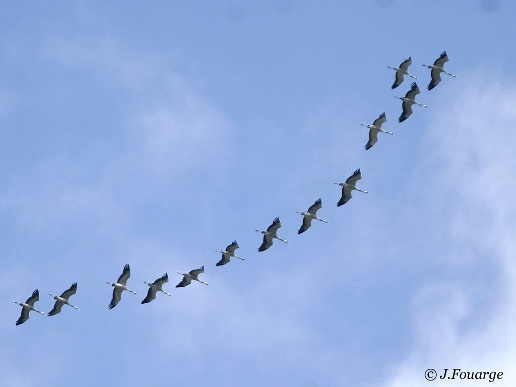 Common Crane