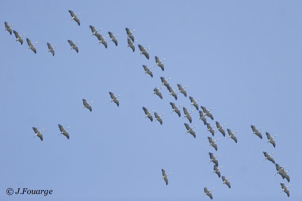 Common Crane