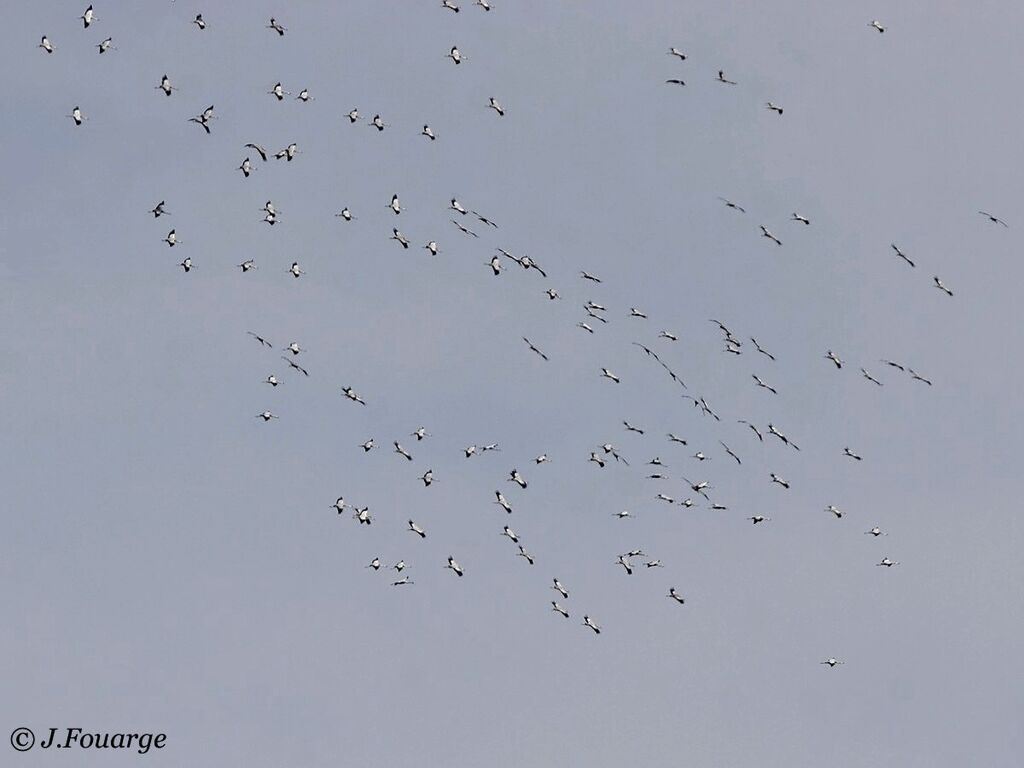 Common Crane