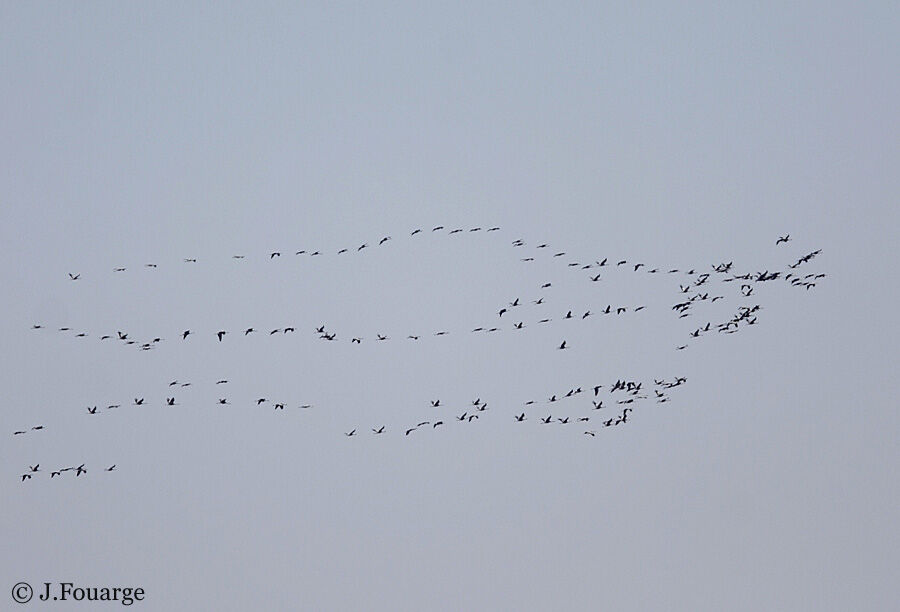 Common Crane