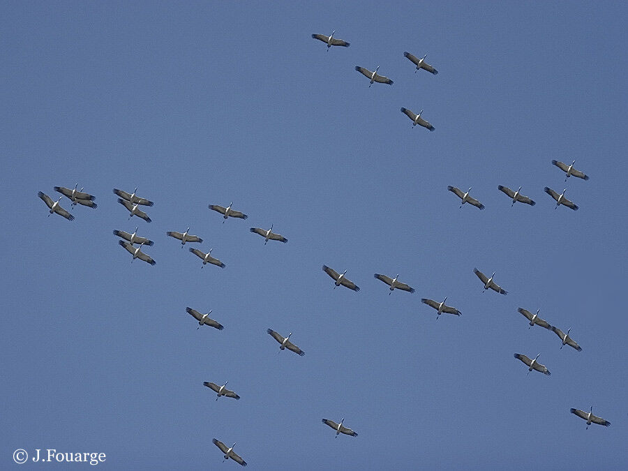 Common Crane