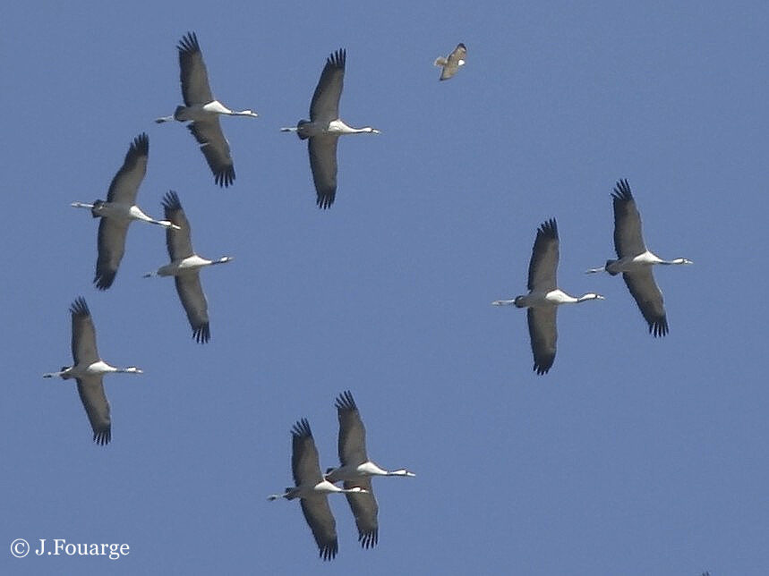 Common Crane