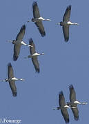 Common Crane