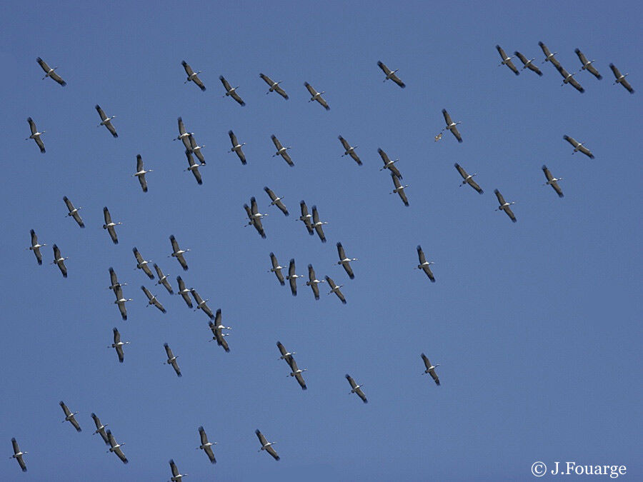 Common Crane