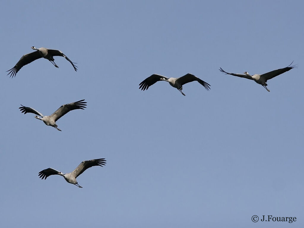 Common Crane