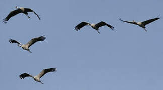 Common Crane