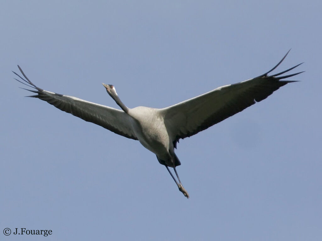 Common Crane