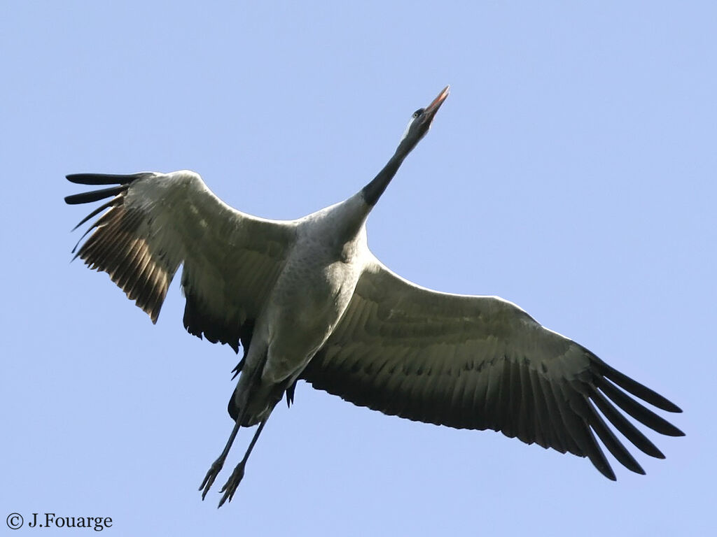 Common Craneadult