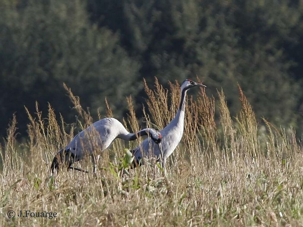 Common Crane