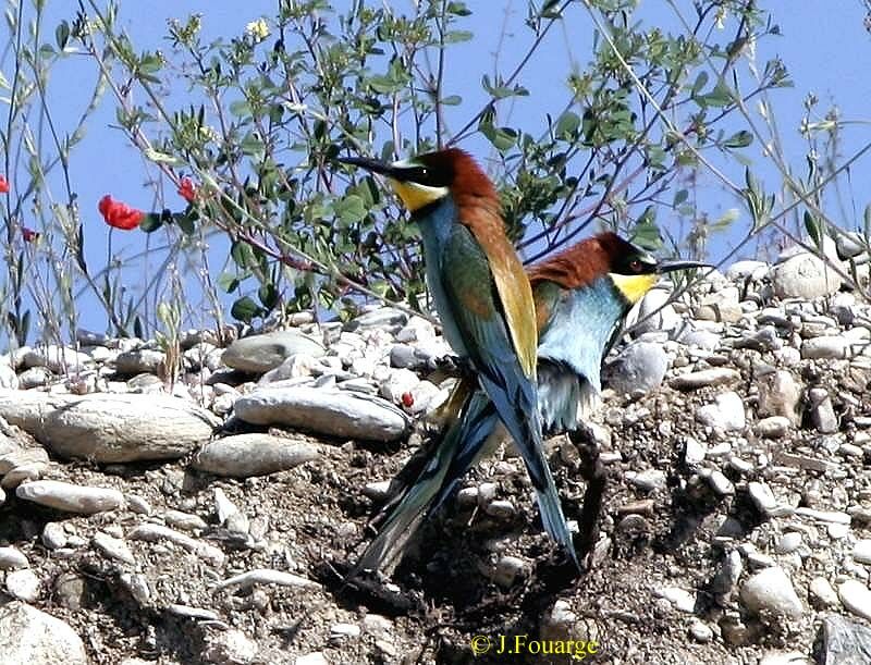 European Bee-eater