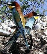 European Bee-eater