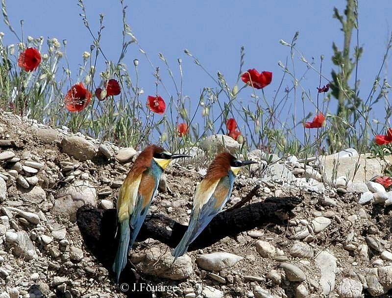 European Bee-eater