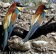 European Bee-eater