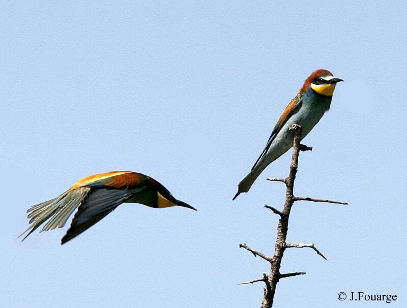 European Bee-eater