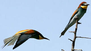 European Bee-eater