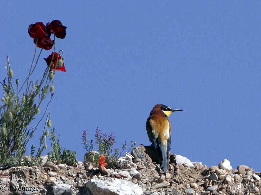 European Bee-eater