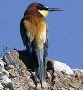 European Bee-eater