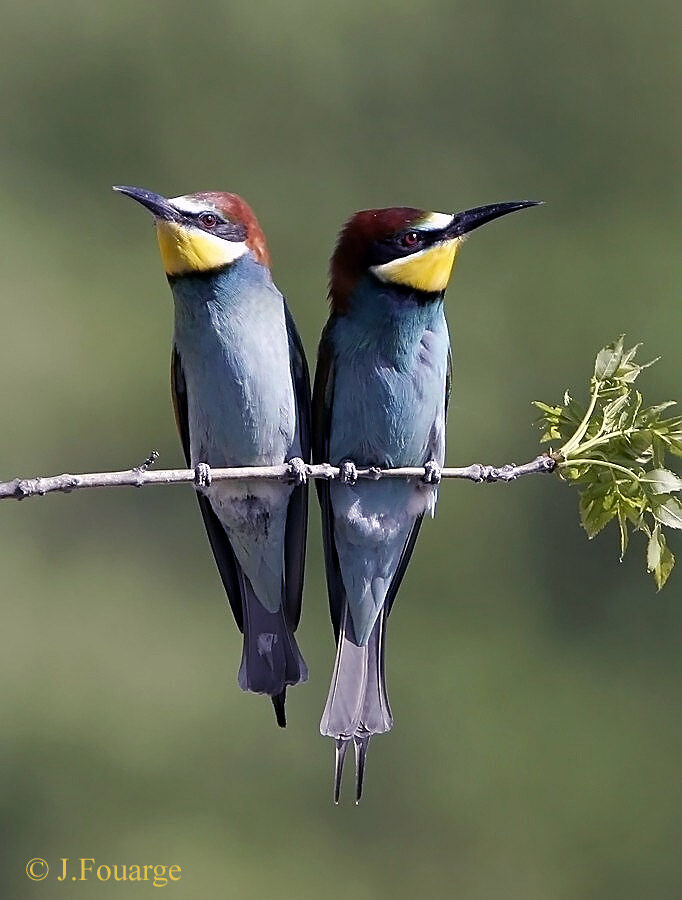 European Bee-eater