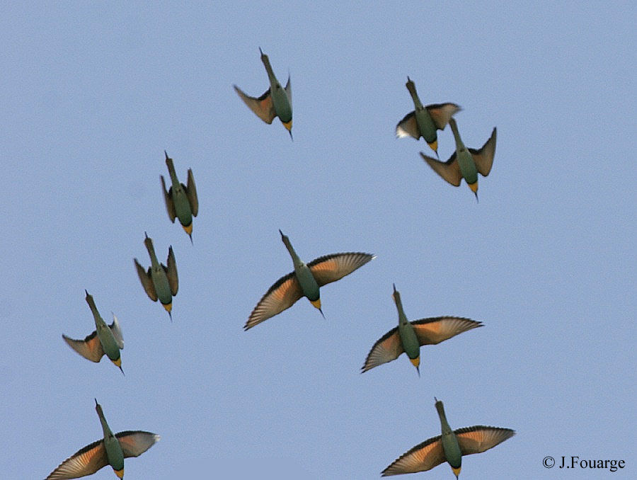 European Bee-eater