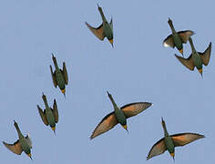 European Bee-eater