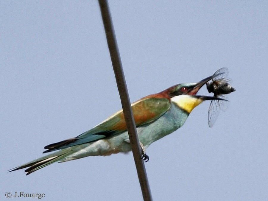 European Bee-eater