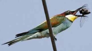 European Bee-eater