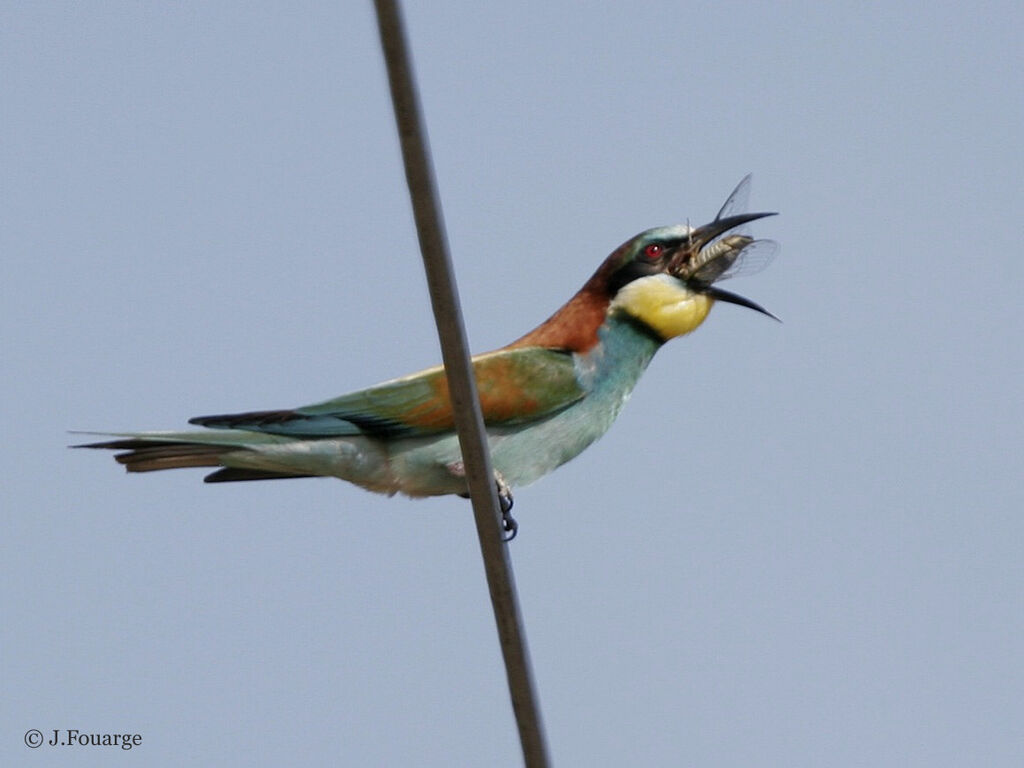 European Bee-eater