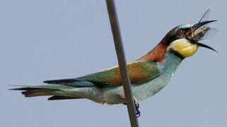 European Bee-eater