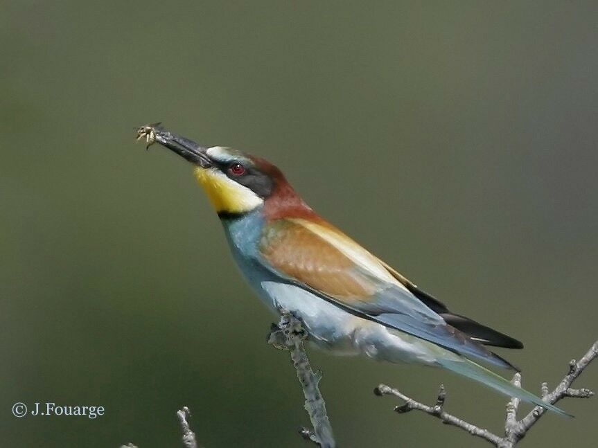 European Bee-eater, feeding habits