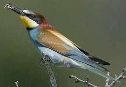 European Bee-eater