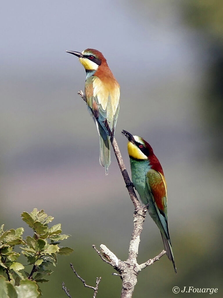 European Bee-eater adult