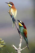 European Bee-eater