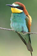 European Bee-eater