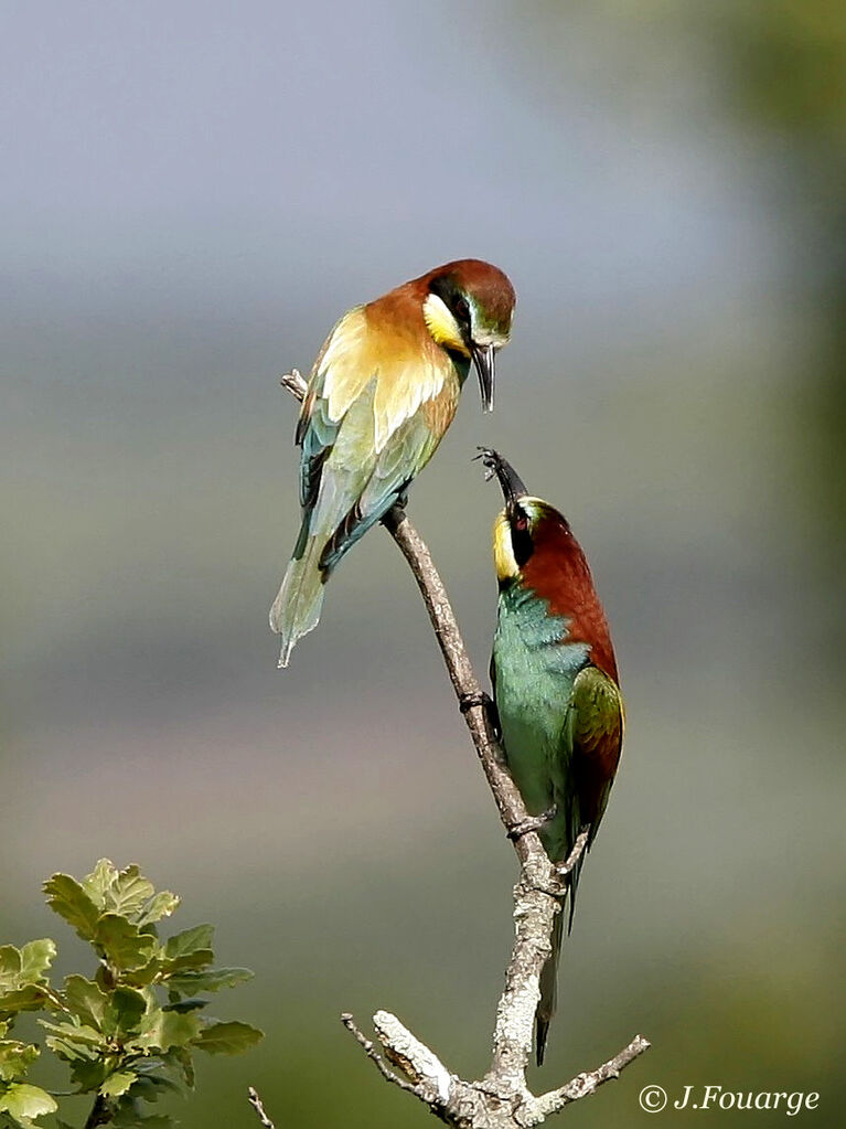 European Bee-eater adult